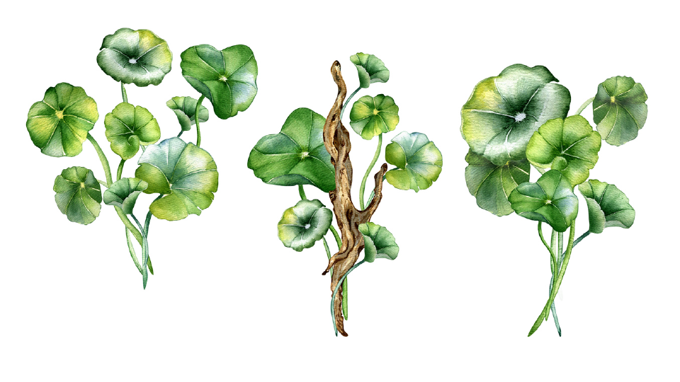 Gotu Kola may enhancing neuronal growth and combating age-related deficits